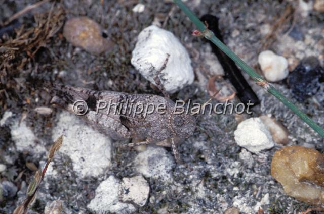 oedipoda caerulescens.JPG - MimétismeOedipoda caerulescensCriquet à ailes bleuesBlue-winged grasshopperOrthoptera, AcrididaeFrance